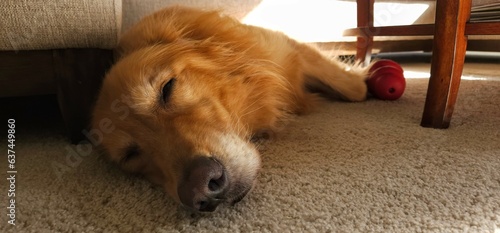 Sleepy Golden Retriever Resting by Couch
