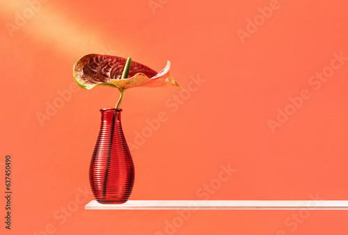 Red Anthurium flower in ribbed glass vase on coral background. Glass shelf. Interior decor monochrome. Holiday copy space photo