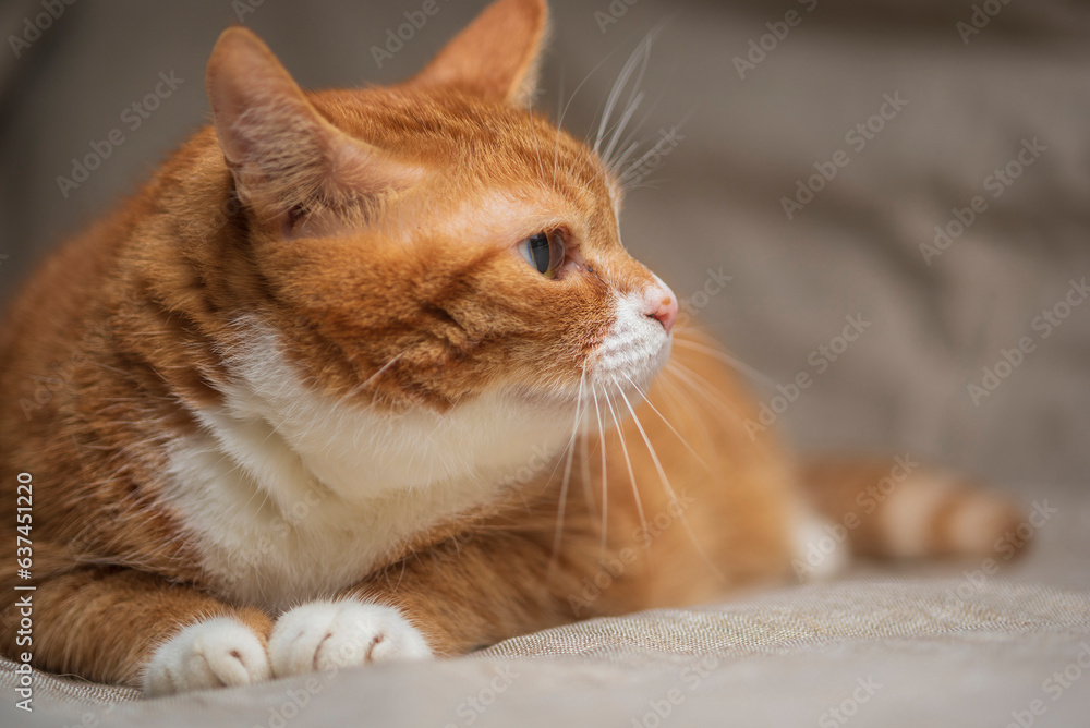 Portrait of a beautiful domestic red cat.