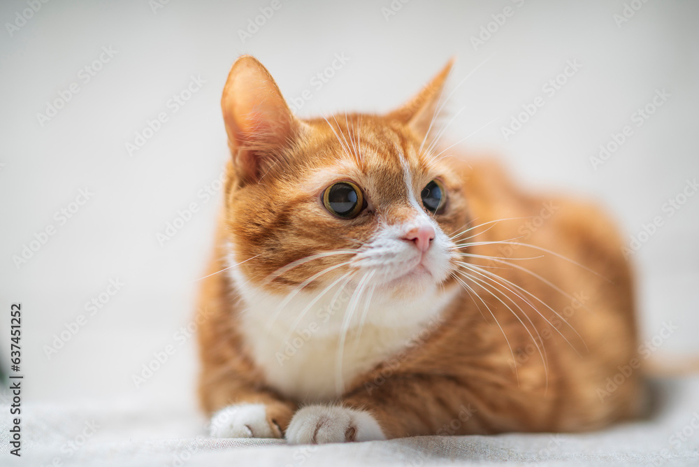 Portrait of a beautiful domestic red cat.