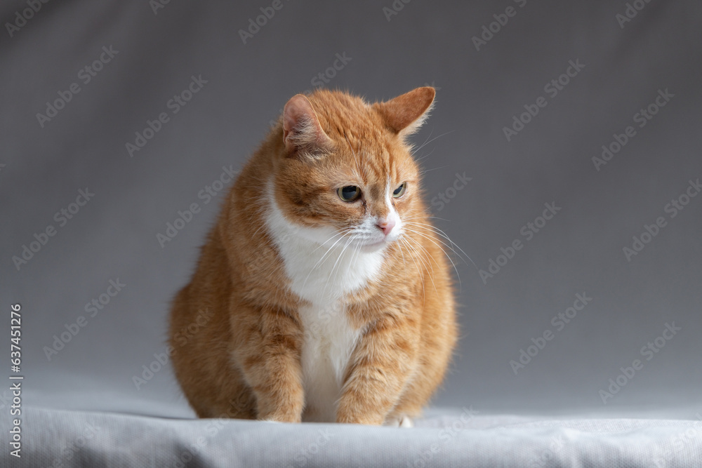 Portrait of a beautiful domestic red cat.