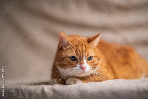 Portrait of a beautiful domestic red cat.