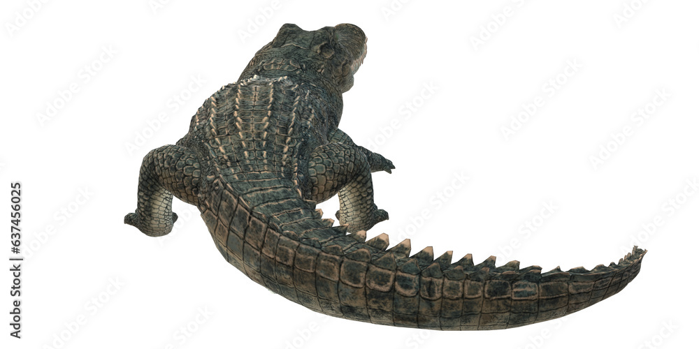 Obraz premium Alligator isolated on a Transparent Background