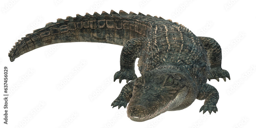 Naklejka premium Alligator isolated on a Transparent Background