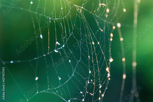 Shiny Spider Web on the Background of Green Foliage