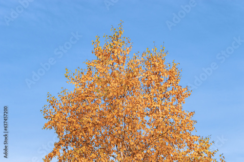 Yellowed Autumn Tree on the Background of a Blue Sky