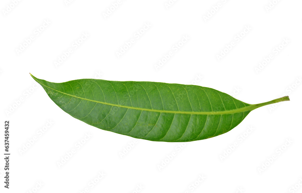 Obraz premium Green leaf isolated on white background