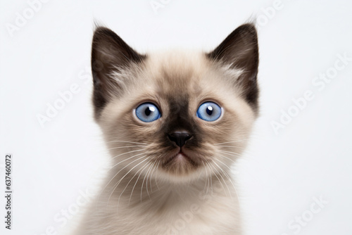 a cat with blue eyes looking at the camera