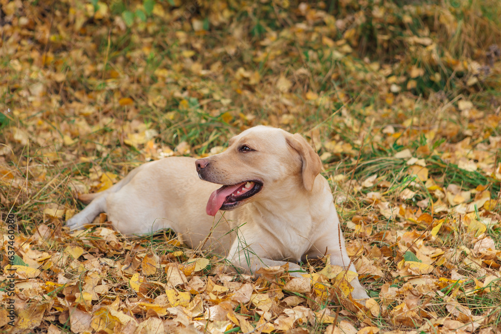 Young cute Labrador dog laying on yellow fallen leaves in autumn forest.