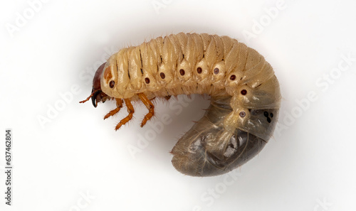 Fotografía White chafer grub isolated on white background.