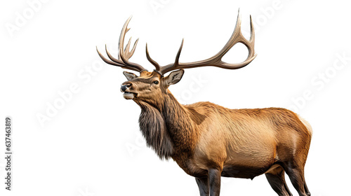 a bull elk bugling in a 3/4 view, in an isolated and transparent PNG in a Wildlife-themed, photorealistic illustration. Generative ai
