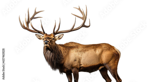 a bull elk bugling in a 3/4 view, in an isolated and transparent PNG in a Wildlife-themed, photorealistic illustration. Generative ai photo