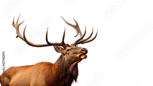 a bull elk bugling in a 3/4 view, in an isolated and transparent PNG in a Wildlife-themed, photorealistic illustration. Generative ai