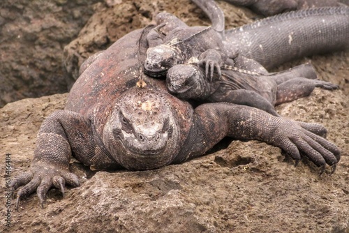 Fototapeta Naklejka Na Ścianę i Meble -  Galapagos Iguana Family