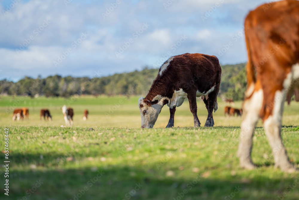 Cows grazing at sunset on a farm