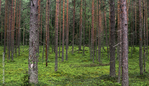 Fototapeta Naklejka Na Ścianę i Meble -  natural landscape, pine boreal forest with moss undergrowth, coniferous taiga