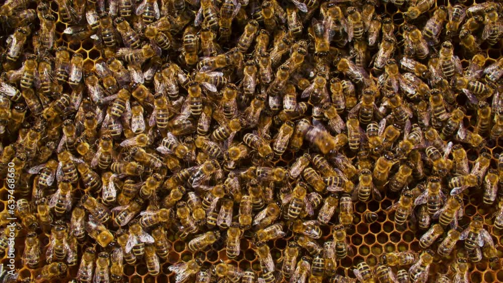 Extreme close-up of bees working intensely to create tasty honey. Large group of bees crafting healthy honey. Beekeeping concept, agriculture, and natural food. Extreme close-up of bees working intensely to create tasty honey. Large group of bees crafting healthy honey. Beekeeping concept, agriculture, and natural food.