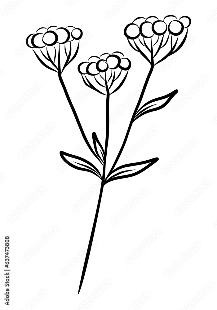 BLACK VECTOR ISOLATED ON A WHITE BACKGROUND DOODLE ILLUSTRATION OF A GYPSOPHILA TWIG