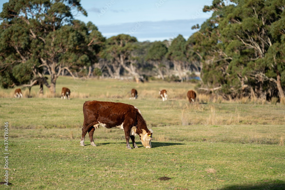Cows grazing at sunset on a farm Cows grazing at sunset on a farm