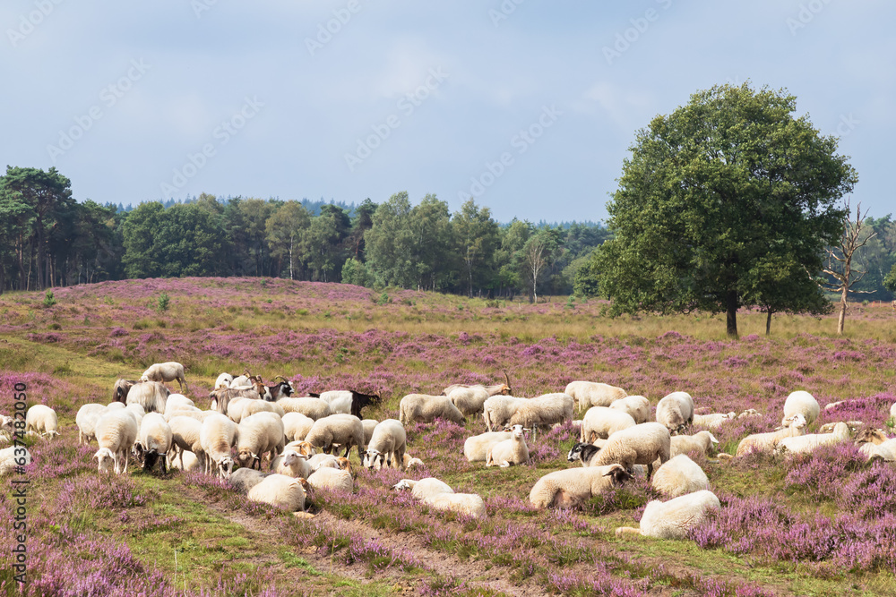 Sheep and goats graze on the flowering heathland in the nature reserve near the village of Leersum in Gelderland.