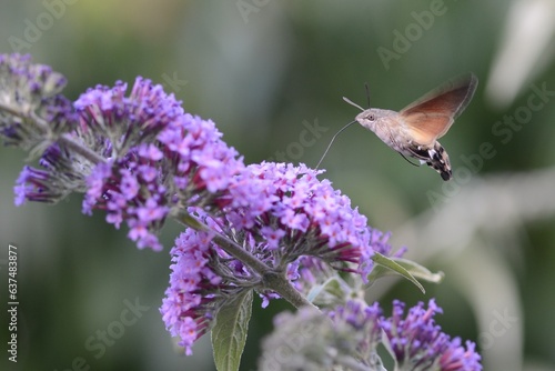 Hummingbird Hawk Moth in Flight Macro Photo Feeding At Purple Buddleia Macroglossum stellatarum Migrant UK British Moth