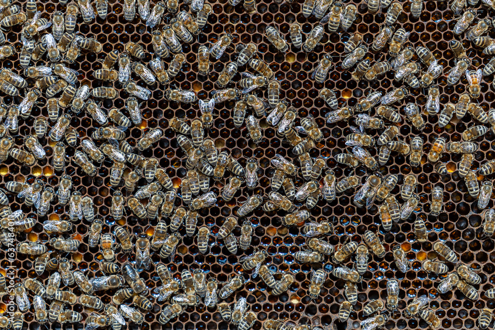 Colony of bees on honeycomb in apiary. Beekeeping in countryside. Wooden frame with honeycombs, closeup Colony of bees on honeycomb in apiary. Beekeeping in countryside. Wooden frame with honeycombs, closeup