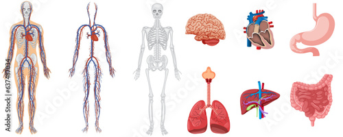 Color vector set of human anatomy and systems on white background eps10