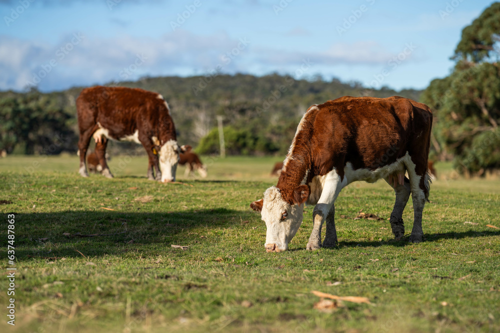 Fototapeta premium hereford cow in a green field grazing on pasture in america