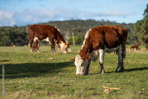 hereford cows in australia in a paddock grazing on grass
