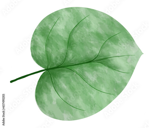 Ecology Concepts, Illustration of Green Leaf of Elephant Ear, Philodendron or Colocasia Plants.
 photo