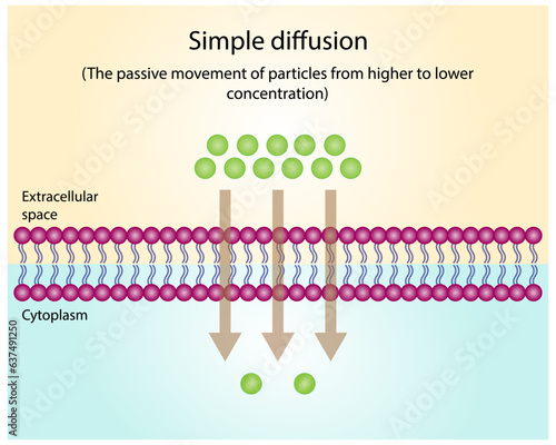 Passive Transport. Simple diffusion through the lipid bilayer, the particle or substance moves from higher to lower concentration.  Membrane transporter. Vector illustration.
