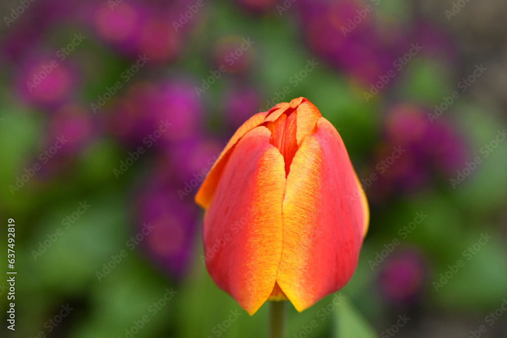 An unopened bud of a young tulip. Horticulture and floriculture. An unopened bud of a young tulip. Horticulture and floriculture.