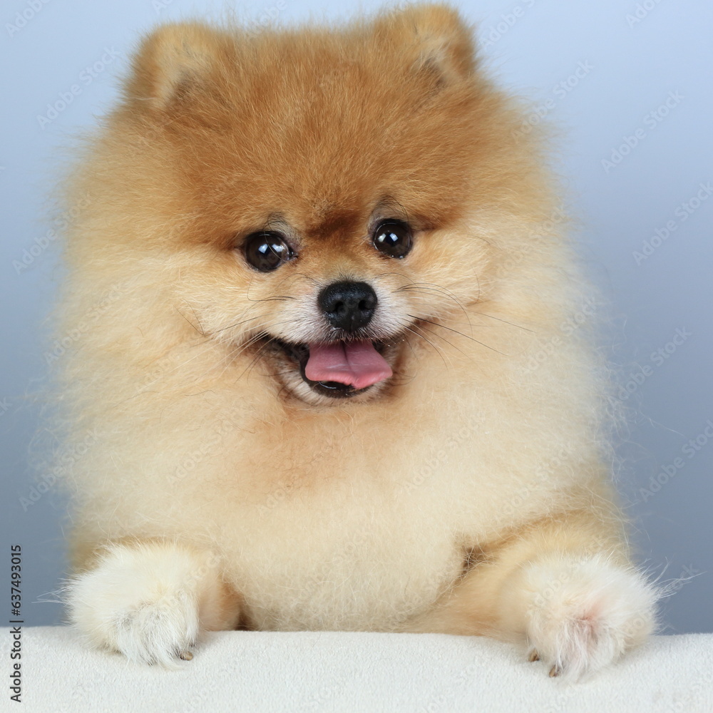 isolation of cute orange pomeranian (pom pom)