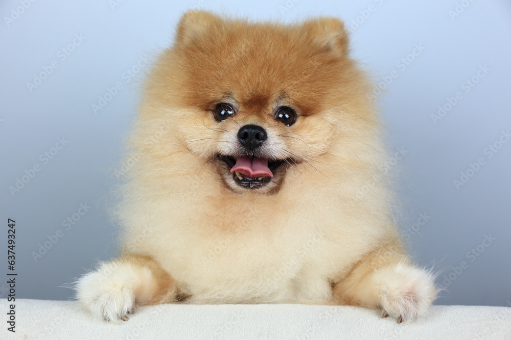 isolation of cute orange pomeranian (pom pom)