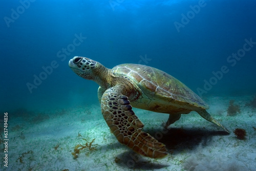 Green sea turtle, Chelonia mydas, Fernando de Noronha, Brazil BRDUW0951