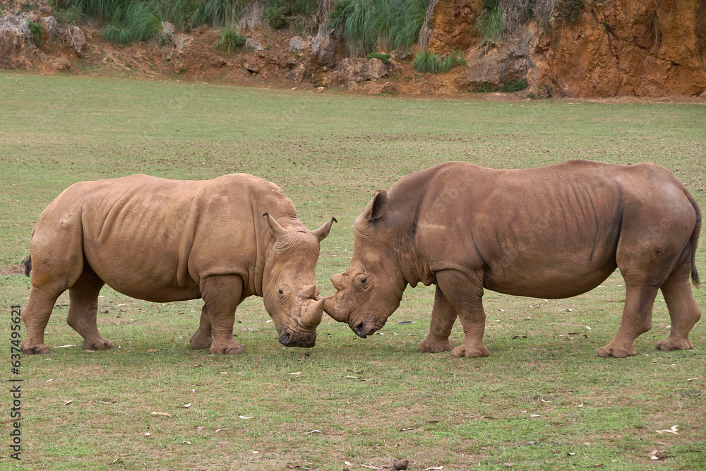 Two rhinoceroses facing each other head to head Two rhinoceroses facing each other head to head
