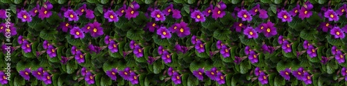Seamless long banner, Violet violets flowers bloom in the spring forest.