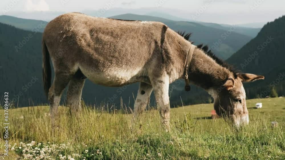 Close up shot of donkey grazing next to a road in Carpathian mountains on a sunny summer morning Close up shot of donkey grazing next to a road in Carpathian mountains on a sunny summer morning