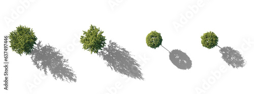 Fototapeta Naklejka Na Ścianę i Meble -  Top View Set of Tilia trees sheared in various shapes: cube, ball isolated png on a transparent background with realistic shadow perfectly cutout linden basswood lime trees common tree street tree 
