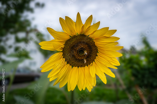 sunflower with a bee in the field