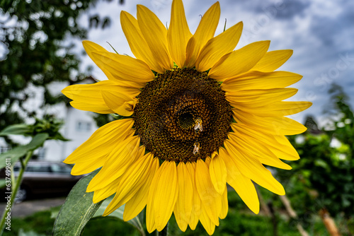 sunflower with a bee in the field