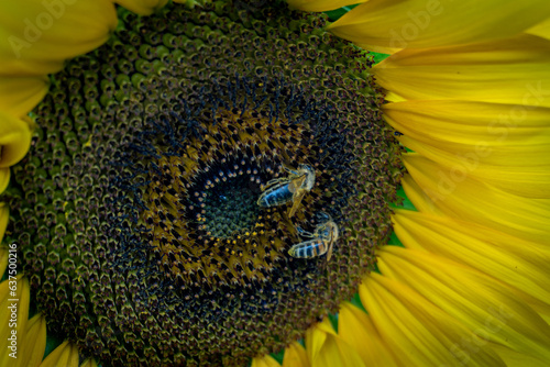 bee on sunflower