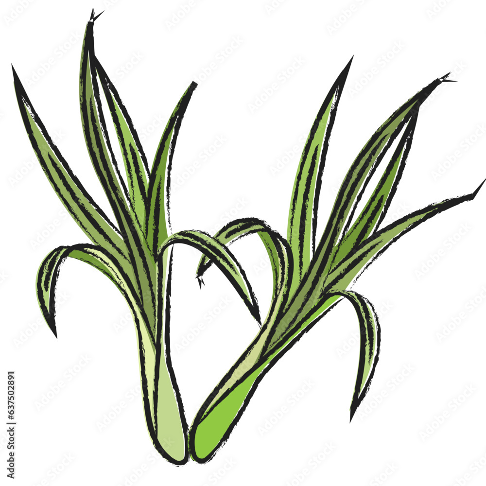 Fototapeta premium Hand drawn Lemon grass icon
