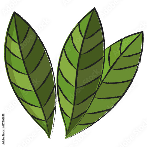 Hand drawn Bay Leaf icon