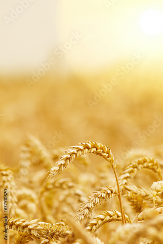 Gold wheat field on a sunset. Crops field. Selective focus