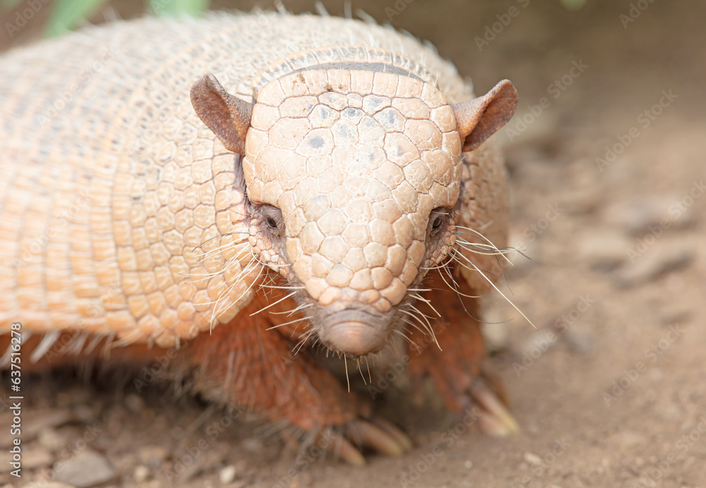 Obraz premium Six-Banded Armadillo (Euphractus Sexcinctus), selective focus
