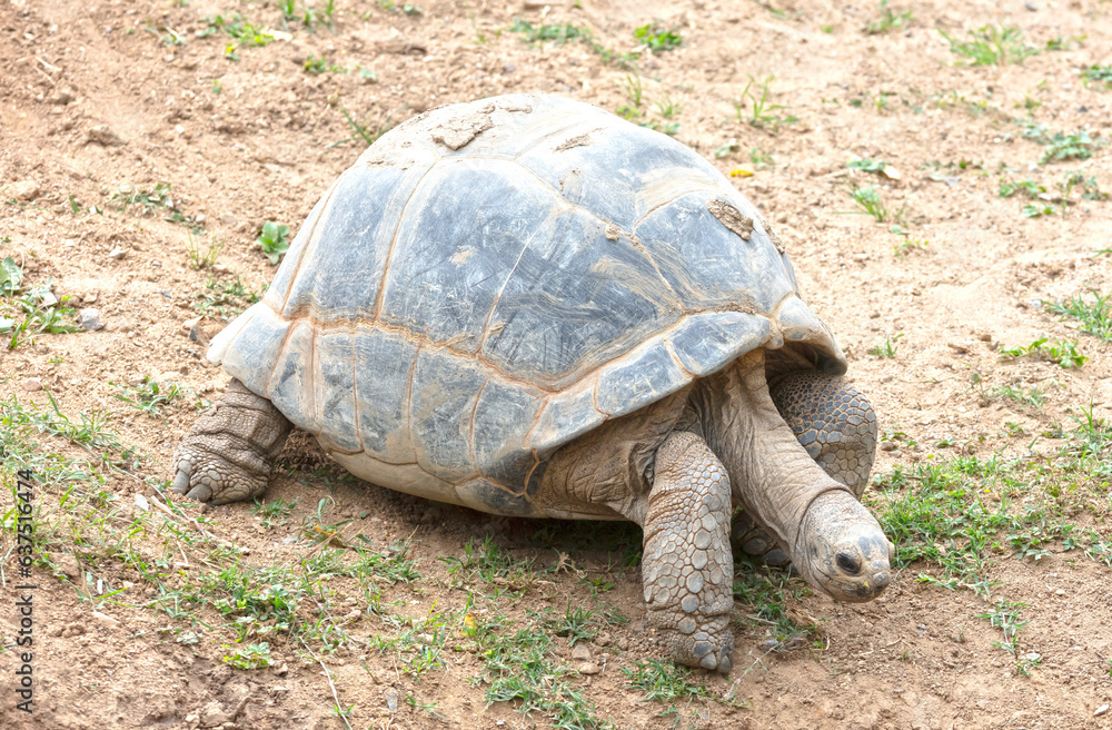 Giant Galapagos turtle walking Giant Galapagos turtle walking