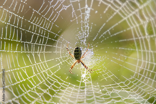 The spider is found on the web. On a green background.