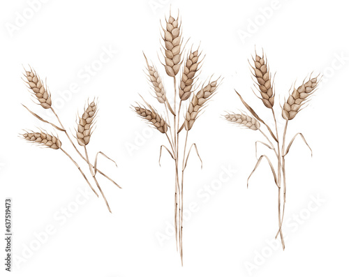 Ears of wheat. Autumn harvest, crops. Watercolor hand painting illustration on isolate white background. For design bakery, home products, packaging, restaurant menu element, recipe cooking book