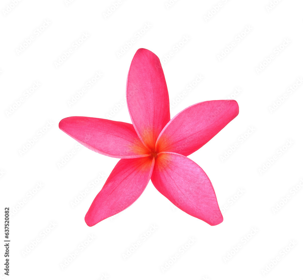 Tropical flowers frangipani (plumeria) transparent png